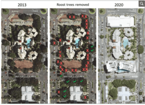 Karten aus der Vogelperspektive. Von links nach rechts der Baumbestand 2013 bis 2020. Die mittlere Karte zeigt die Schlafbäume der Tiere. Während 2013 noch viele Bäume die Hotelanlage umgeben, sind es 2020 keine mehr.