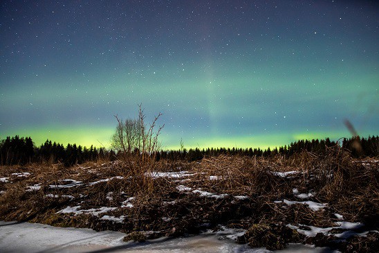 Die Polarlichter in Schweden oder Aurora borealis; im Vordergrund leicht schneebedeckte Wiese mit Gestrüpp