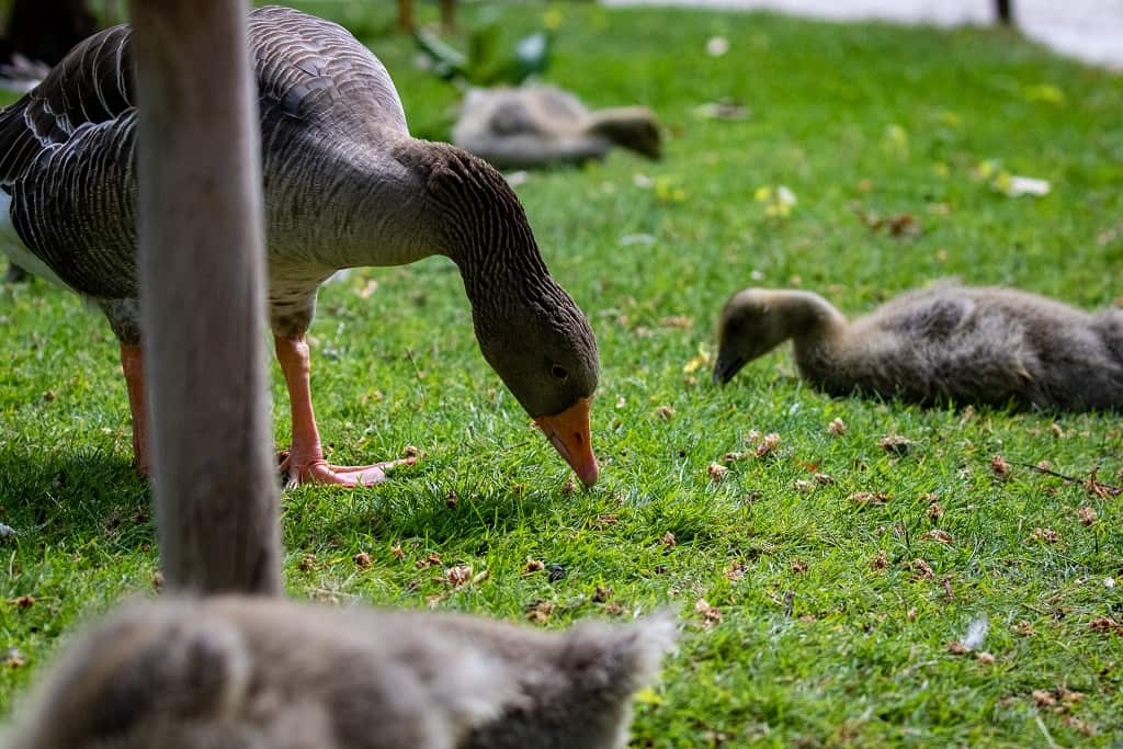 Vögel mit Brot füttern - Wild goose in park looking for food in the grass. Goose is surrounded by 3 babys